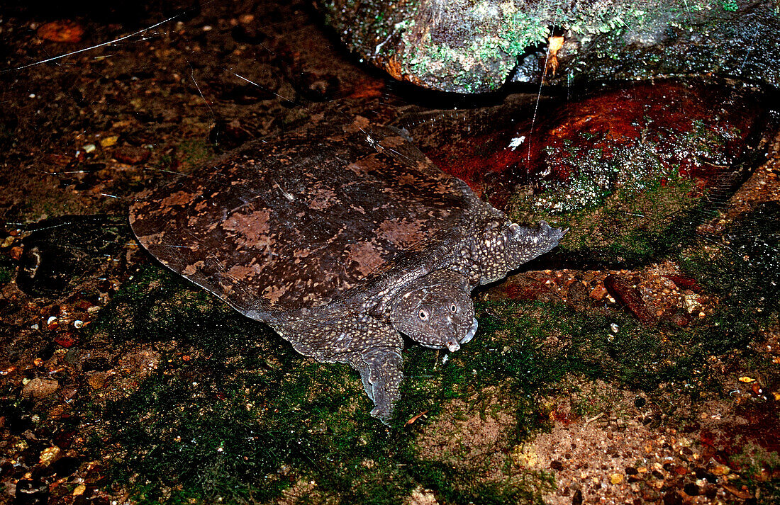 Asiatische Weichschildkroete, Dogania subplana, Borneo, Sarawak, Gunung Mulu NP, Malaysia