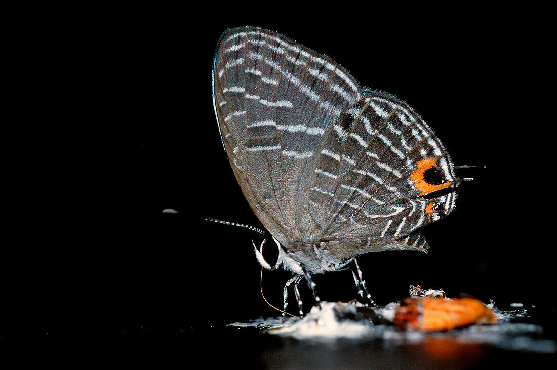 Tropical butterfly, Borneo, Sabah, Kota Kinabalu, Rafflesia Forest Reserve , Malaysia