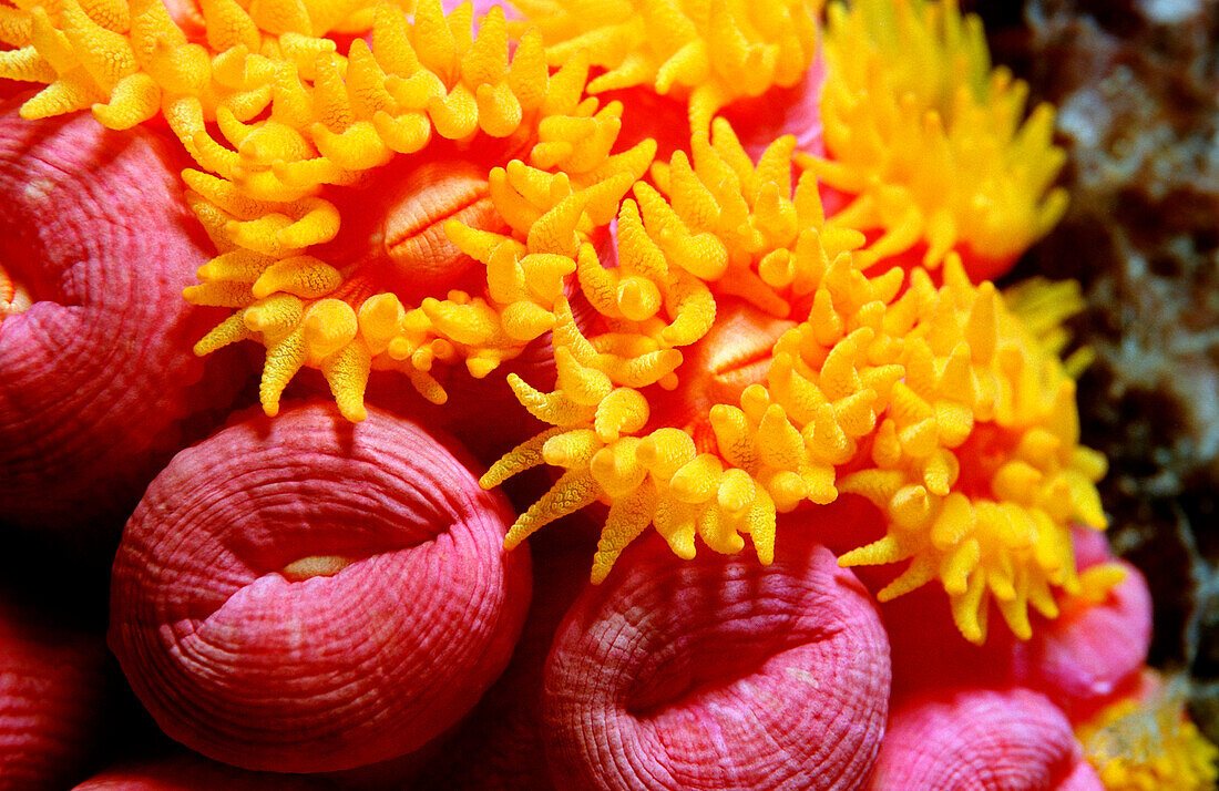 yellow cave coral, Dendrophillia (Tubastrea) sp., South Chinese Sea, Malaysia