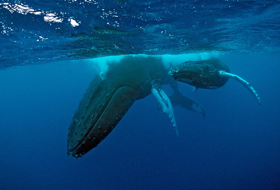 Humpback whale, mother and calf, Megaptera novaeangliae, Tahiti, French Polynesia , Rurutu, Pacific Ocean