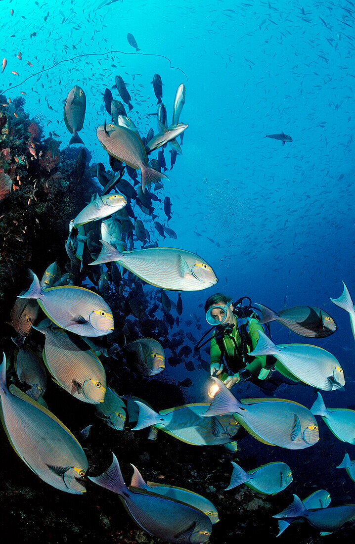 Elongate surgeonfish and scuba diver, Acanthurus mata, Indonesia, Bali, Indian Ocean