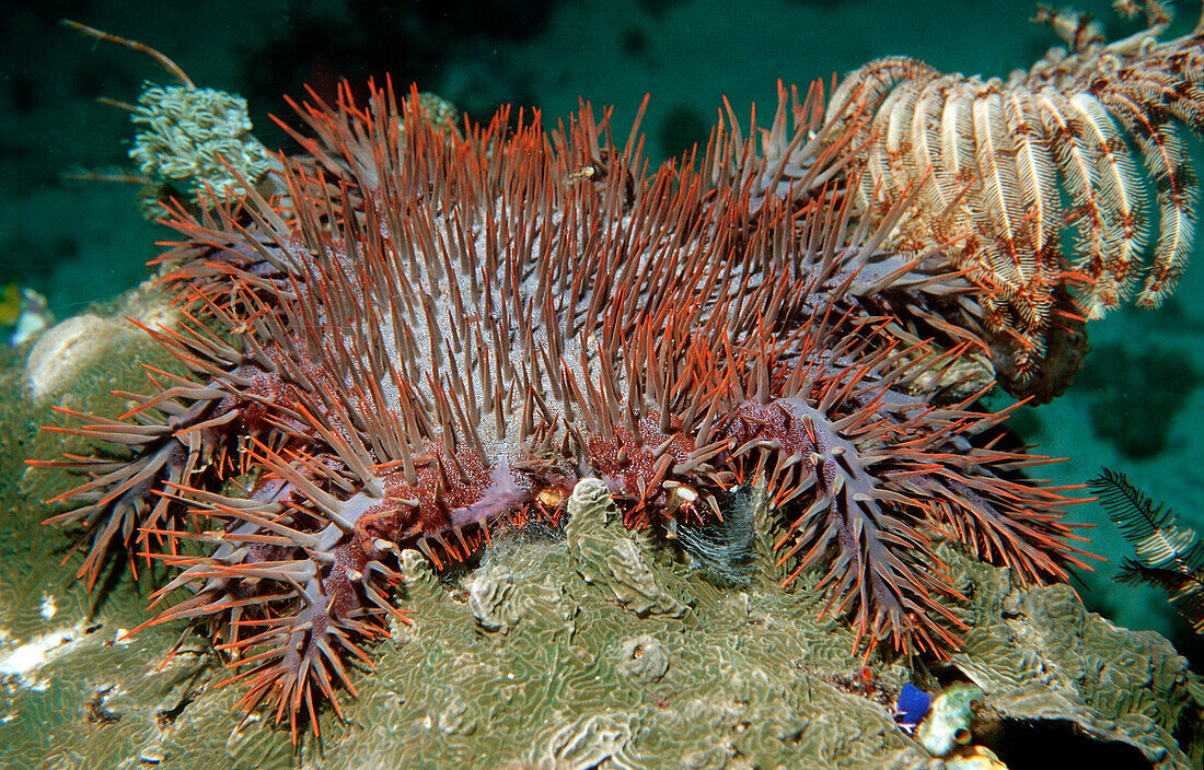 Crown-of-thorns Starfish feeding on coral, Acanthaster planci, Komodo National Park, Indian Ocean, Indonesia