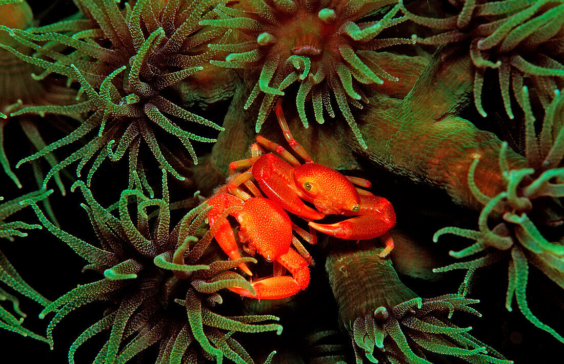 Korallenkrabben, Trapezia lutea, Indonesien, Bali, Indischer Ozean