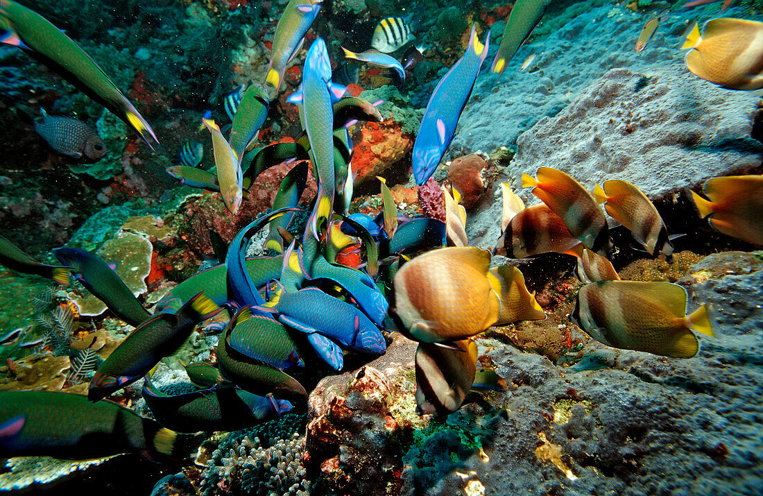 Mondsichel-Junker und und Kleins Falterfische beim Fressen eines Geleges, Thalassoma lunare, Chaetodon kleinii, Komodo National Park, Indischer Ozean, Indonesien