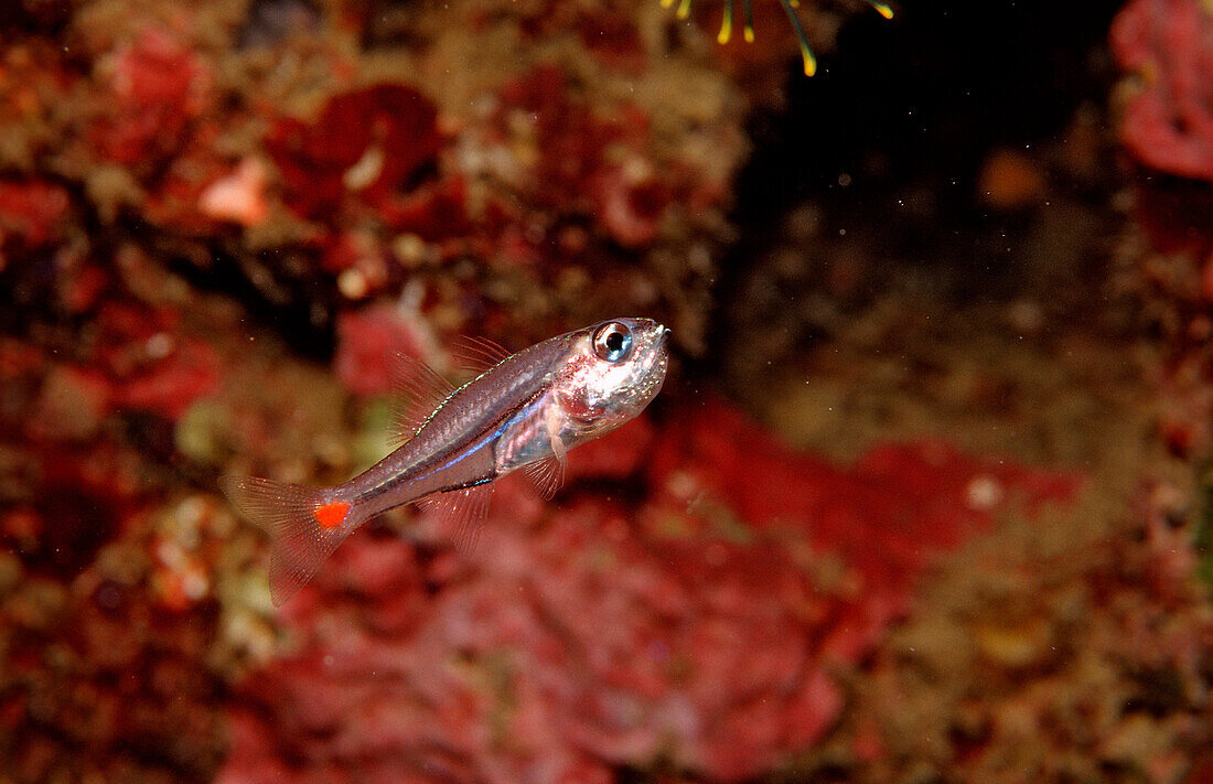 Red spot cardinalfish with eggs in mouth, Apogon parvulus, Bali, Indian Ocean, Indonesia