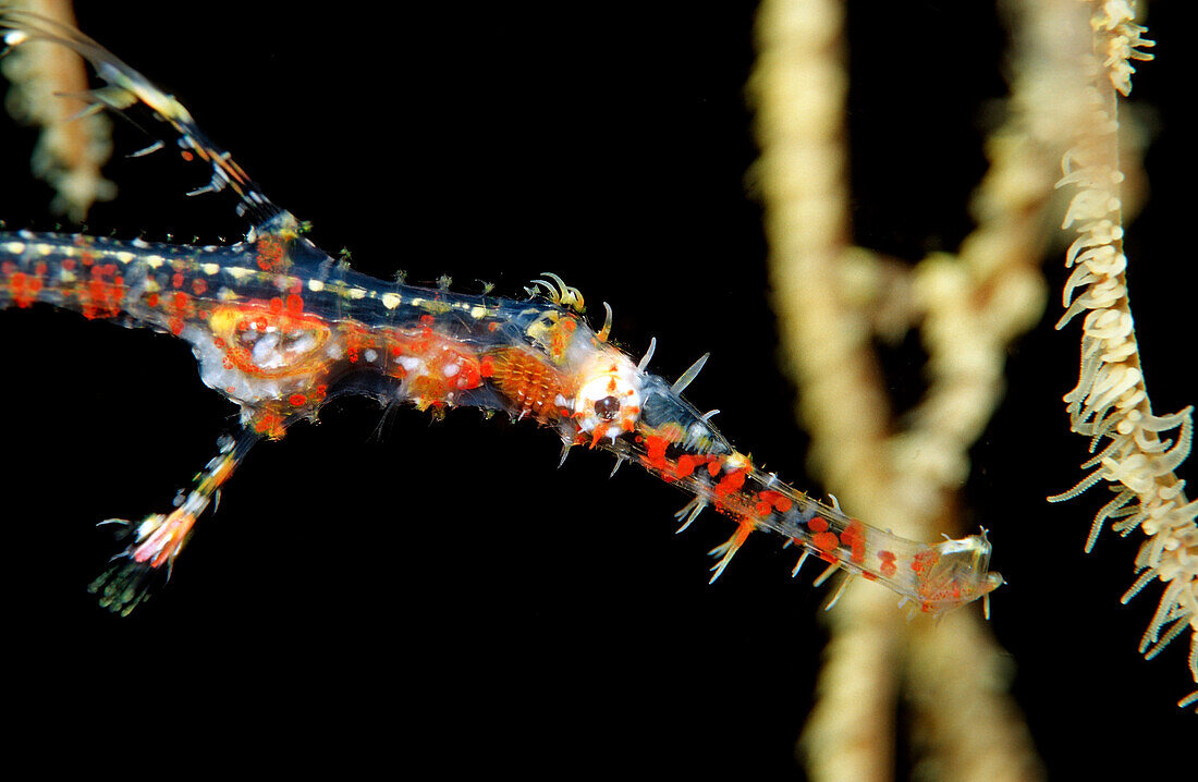 Harlekin-Geisterpfeifenfisch, Solenostomus plaradoxus, Indonesien, Bali, Indischer Ozean