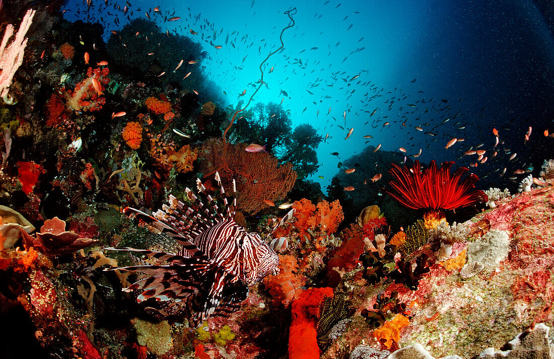 Rotfeuerfisch, Pterois volitans, Indonesien, Bali, Indischer Ozean