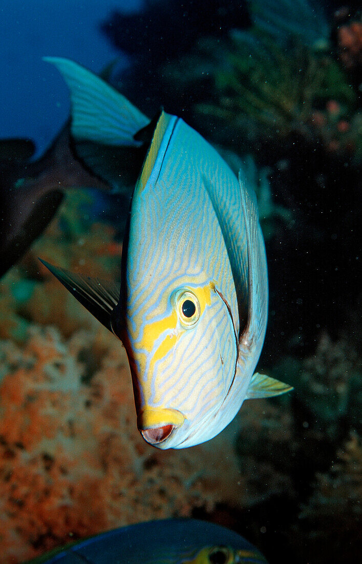 Elongate surgeonfish, Acanthurus mata, Bali, Indian Ocean, Indonesia