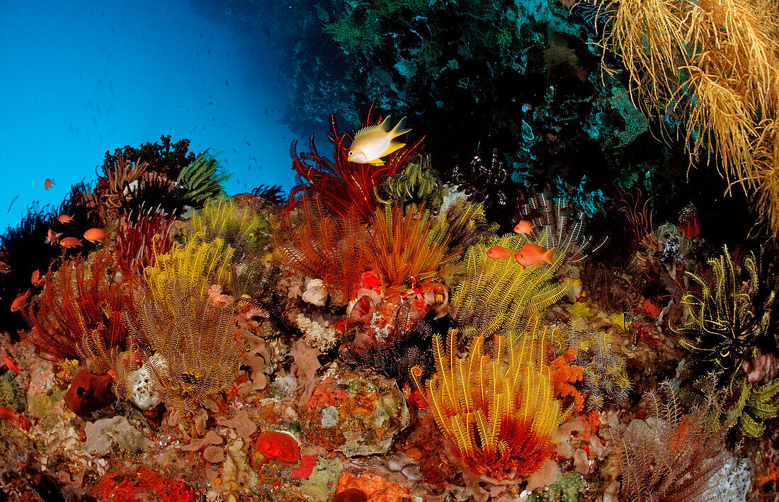 Colorful coral reef, Komodo National Park, Indian Ocean, Indonesia