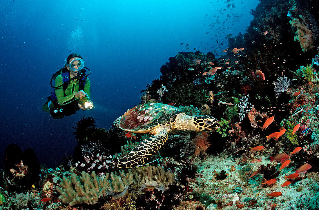 Hawksbill turtle and scuba diver, Eretmochelys imbricata, Bali, Indian Ocean, Indonesia