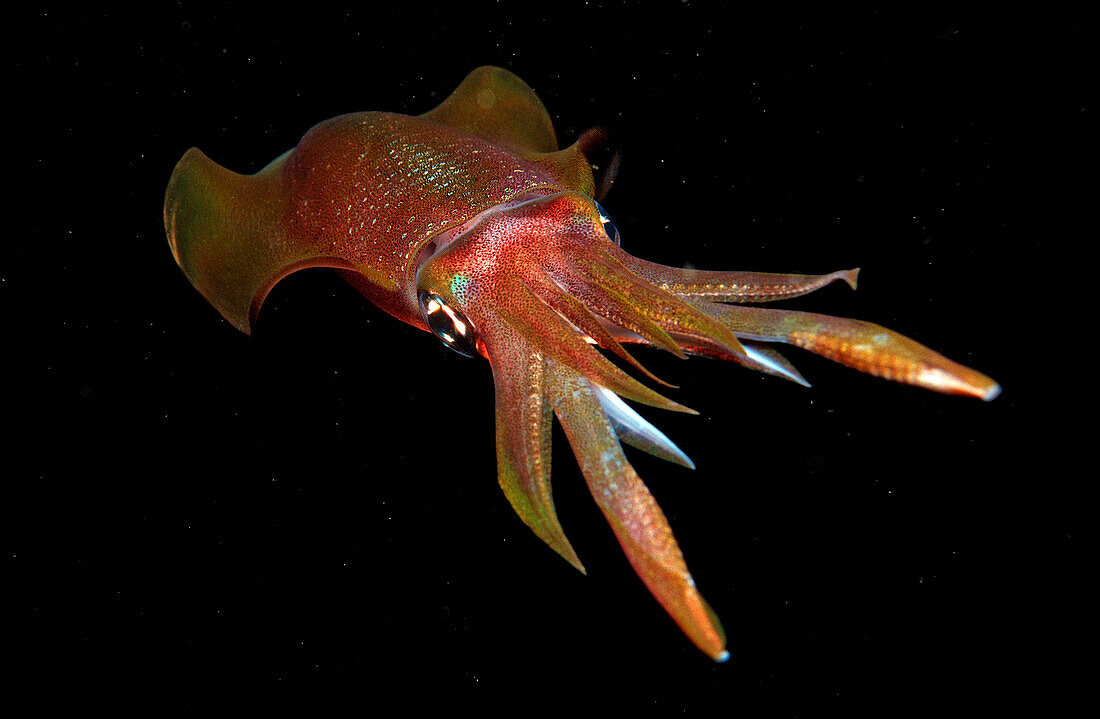 Reef squid at night, Sepioteuthis lessoniana, Bali, Indian Ocean, Indonesia