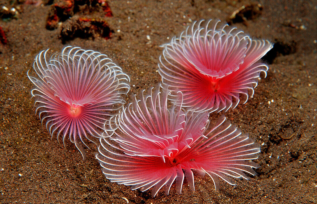 Tentakelkronen von drei Roehrenwuermern, Polychaeta, Bali, Indischer Ozean, Indonesien