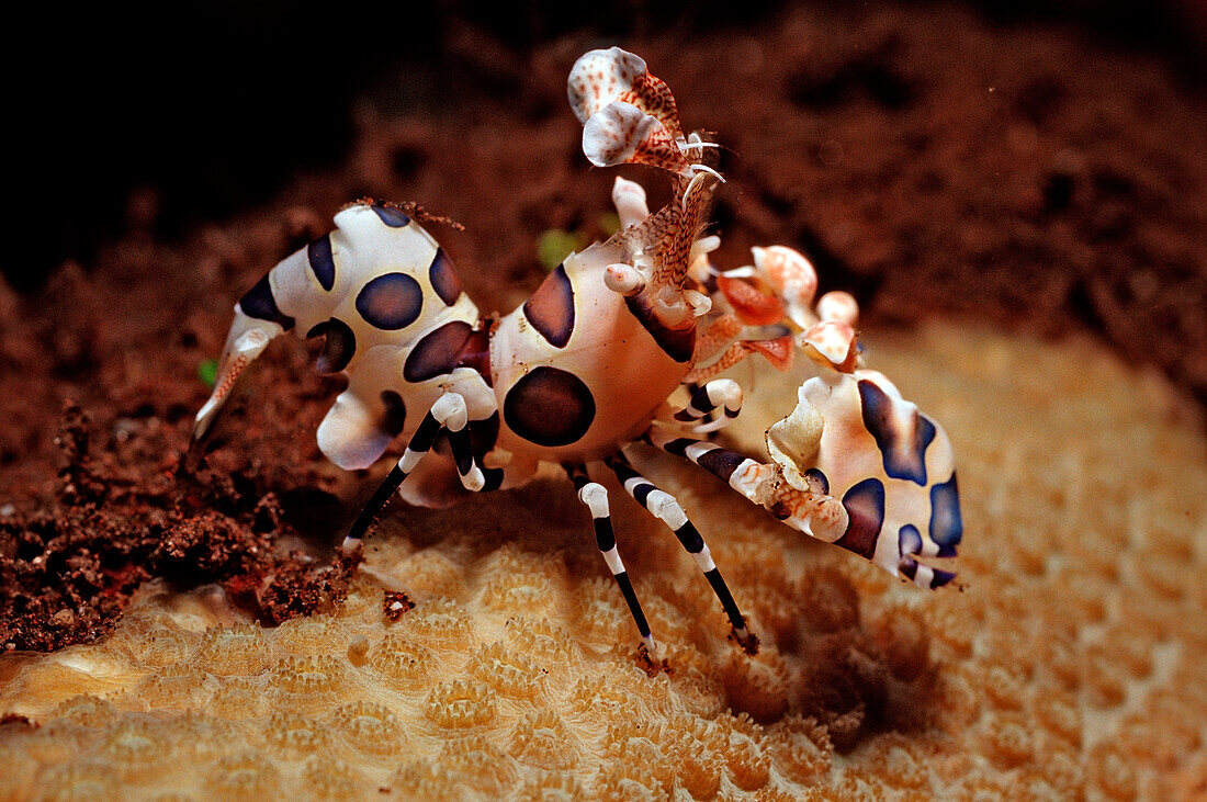 Harlequin shrimp, Hymenoceara elegans, Bali, Indian Ocean, Indonesia