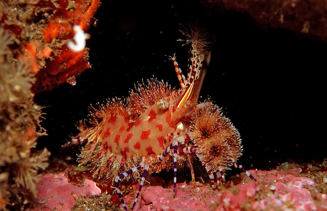 Marmorgarnele, Saron sp., Komodo National Park, Indischer Ozean, Indonesien