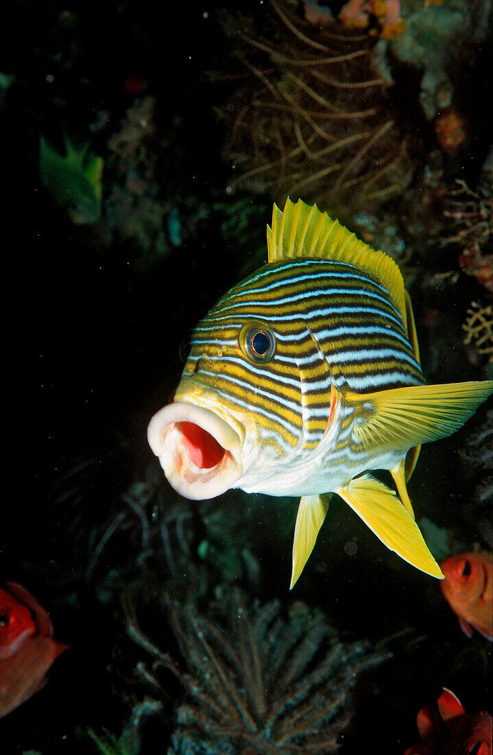 Goldstreifen-Suesslippe, Plectohinchus polytaenia, Bali, Indischer Ozean, Indonesien