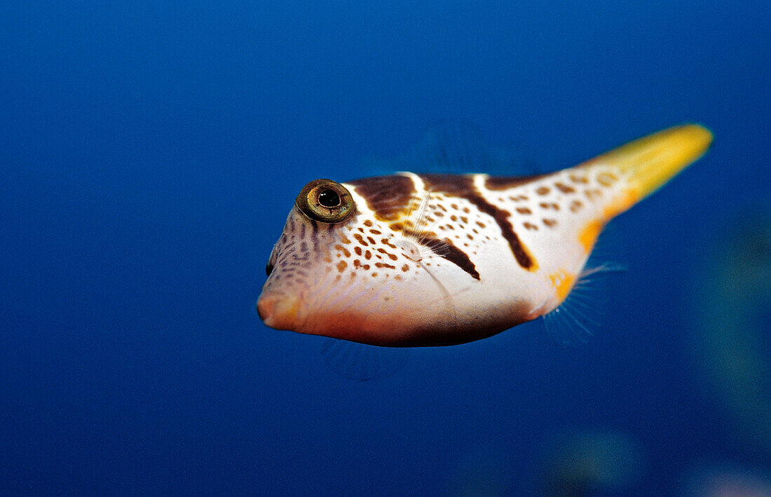Sattel-Spitzkopfkugelfisch, Canthigaster valentini, Indonesien, Bali, Indischer Ozean