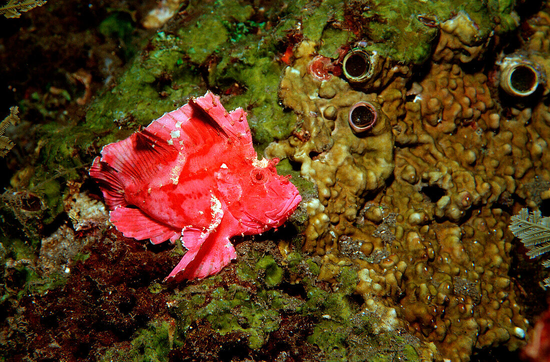 Schaukelfisch, Taenianotus triacanthus, Bali, Indischer Ozean, Indonesien