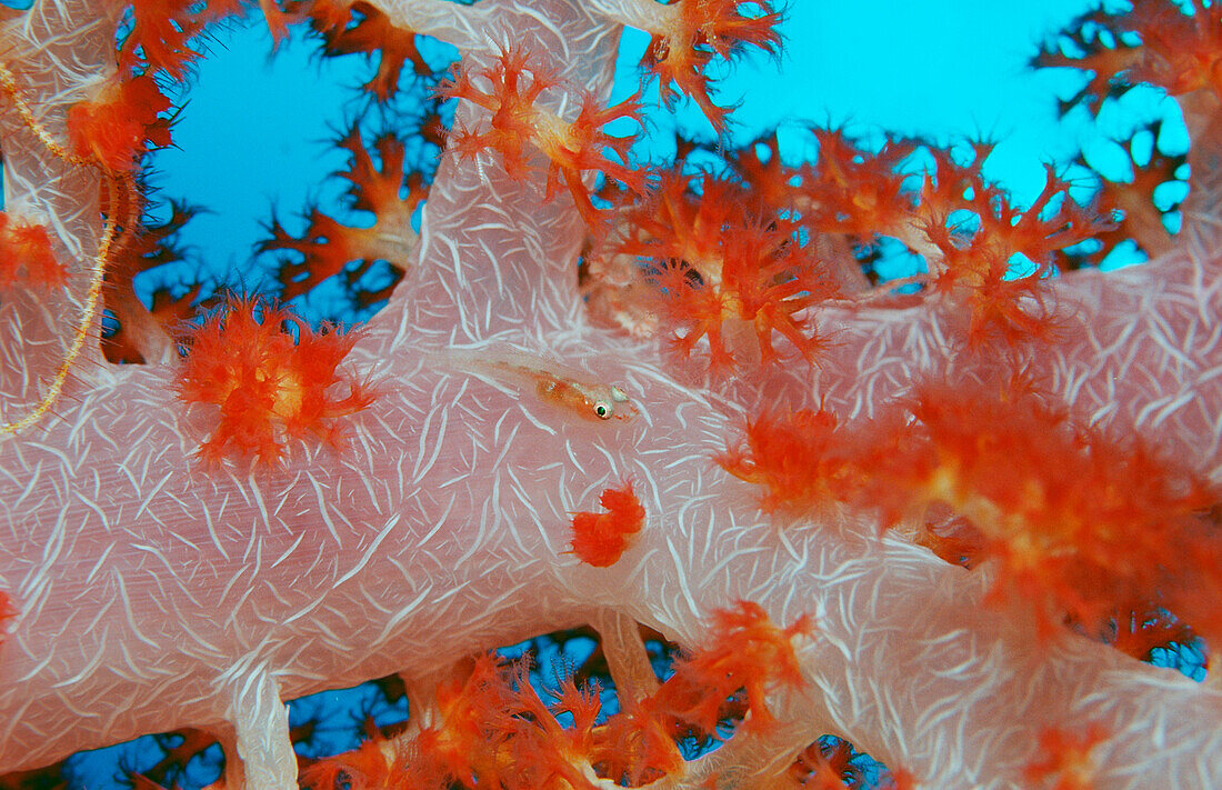 Mosambik-Zwerggrundel auf Weichkoralle, Pleurosicya mossambica, Bali, Indischer Ozean, Indonesien