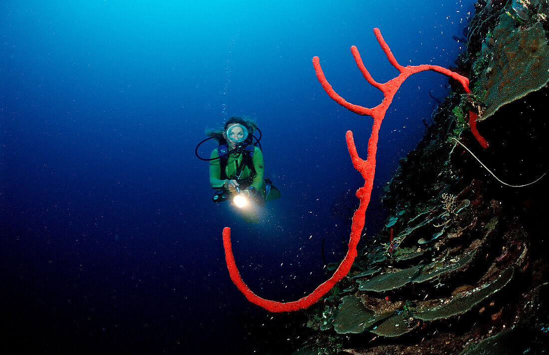 Rope sponge and scuba diver, Catalina, Caribbean Sea, Dominican Republic