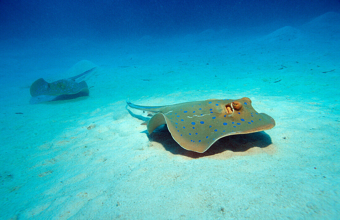 Blaupunktrochen, Blaupunkt-Stechrochen, Taeniura lymma, Ägypten, AEgyptn, Afrika, Sinai, Marsa Alam, Rotes Meer