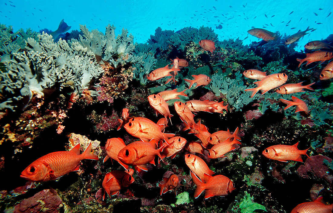 Schooling Blotcheye soldierfish, Myrpristis murdjan, Egypt, Africa, Sinai, Sharm el Sheik, Red Sea