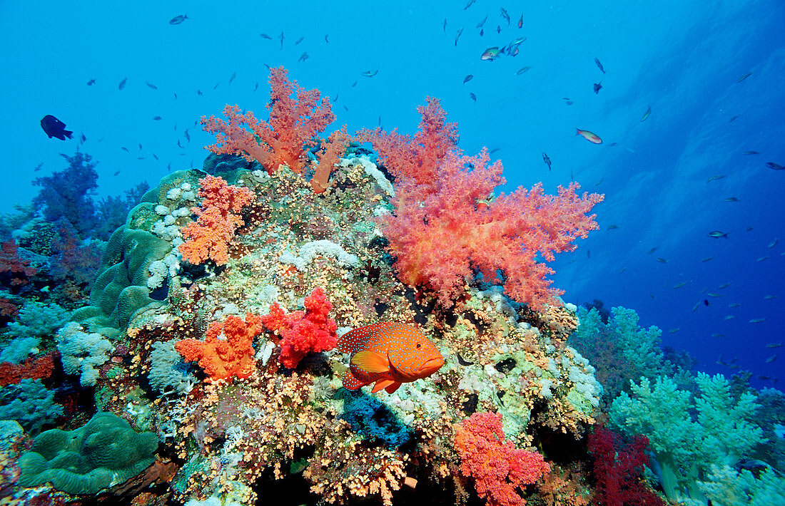 Coral grouper, Cephalopholis miniata, Egypt, Africa, Red Sea