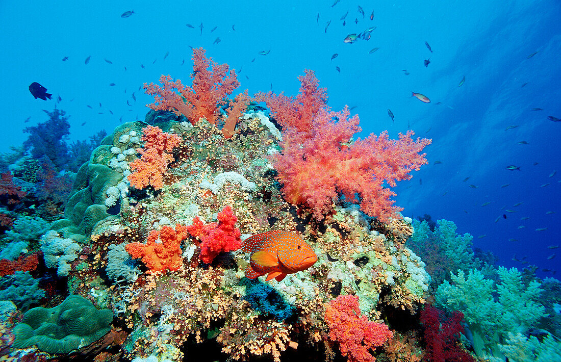 Juwelenbarsch, Cephalopholis miniata, Ägypten, Aegypten, Afrika, Rotes Meer