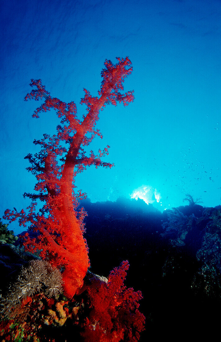 Coral reef, Egypt, Africa, Sinai, Ras Mohammed, Red Sea