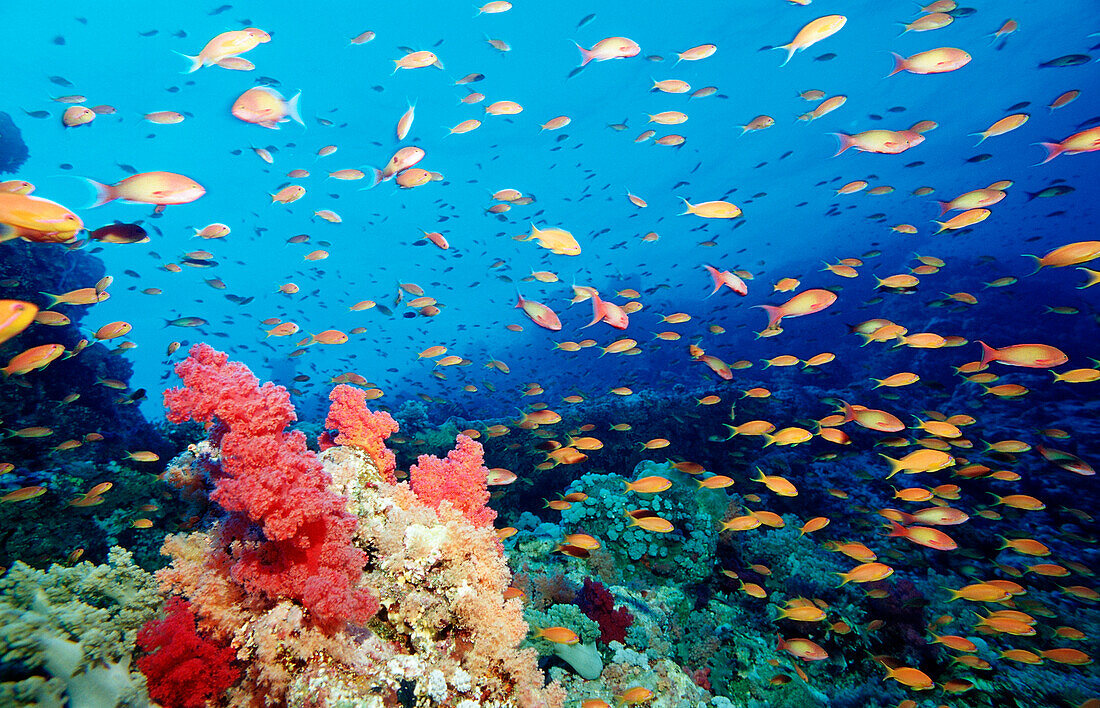 Harem Flag Basslet and coral reef, Pseudanthias squamipinnis, Egypt, Africa, Sinai, Sharm el Sheik, Red Sea