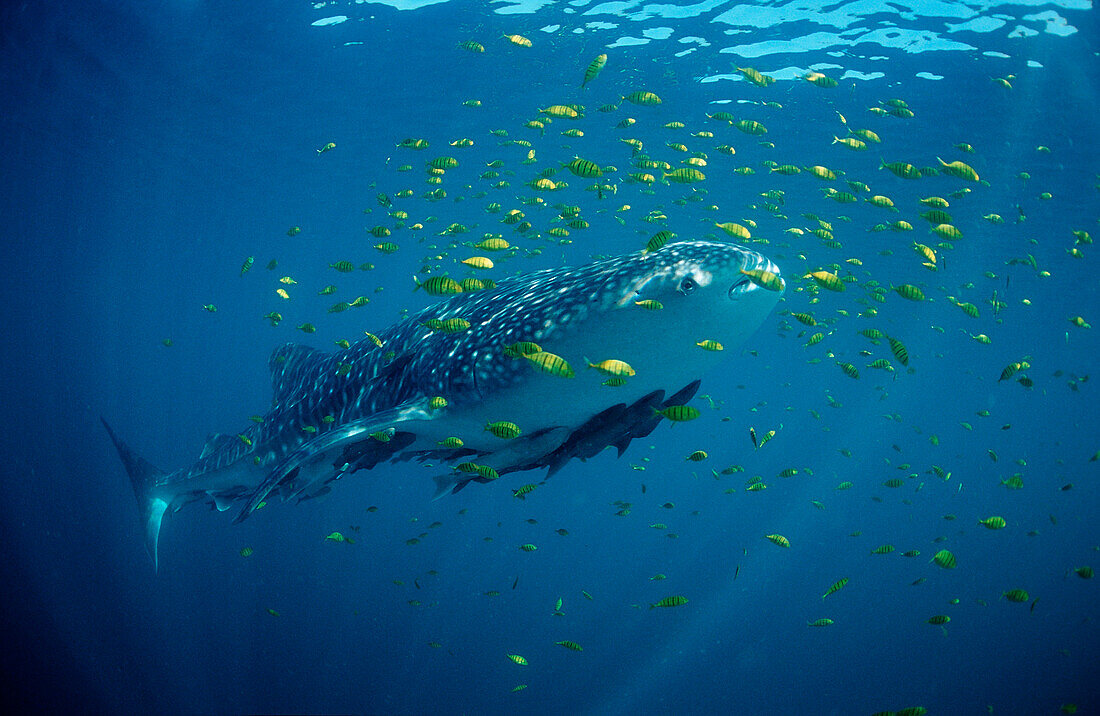 Whale shark, Rhincodon thypus, USA, Haiwaii, Pacific Ocean