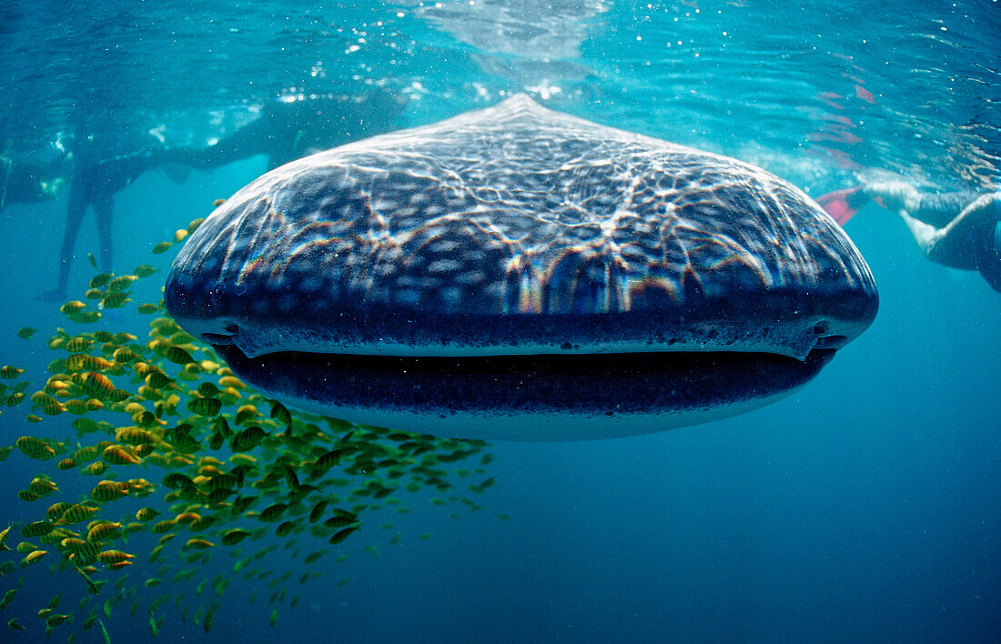 Whale shark, Rhincodon thypus, USA, Haiwaii, Pacific Ocean