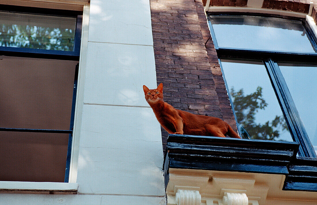 Hauskatze sitzt auf Fenstersims eines Wohnhauses, Felis silvestris, Niederlande, Holland, Amsterdam