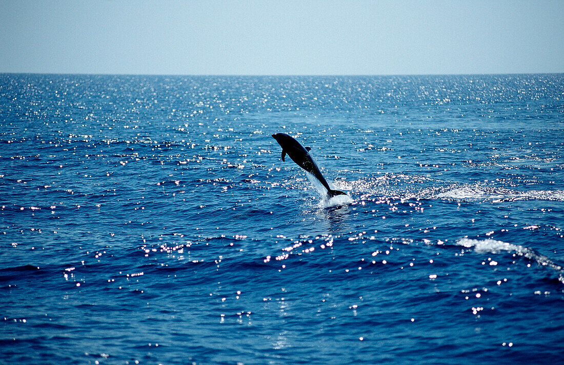 Springender Gemeiner Delfin, Delphinus delphis , Mexiko, Cortezsee, Niederkalifornien, La Paz