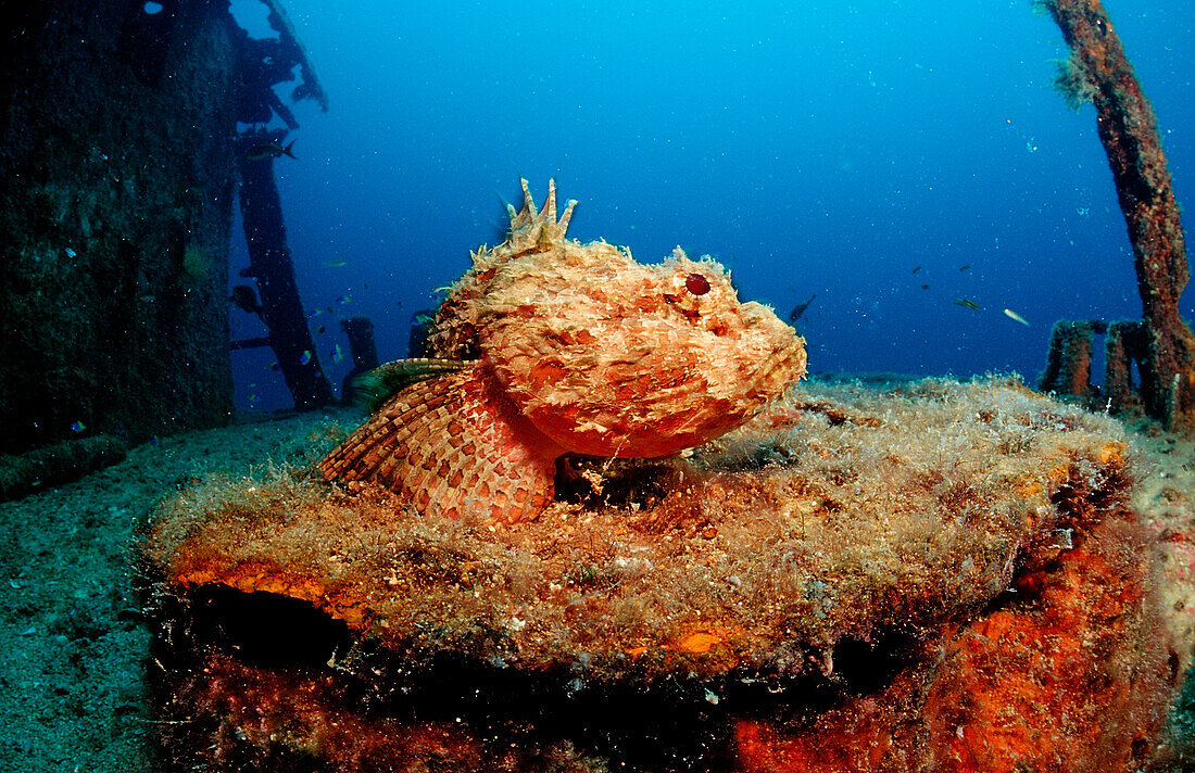 Stone scorpionfish on ship wreck, Scorpaena plumieri mystes, Mexico, Sea of Cortez, Baja California, La Paz