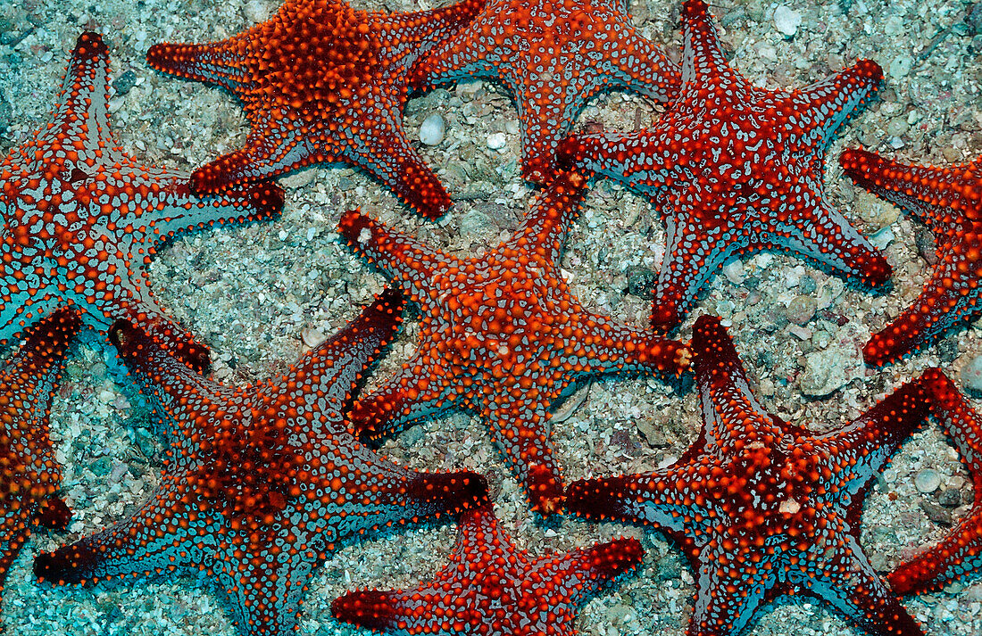 Red starfishes, Asteroidea, Mexico, Sea of Cortez, Baja California, La Paz