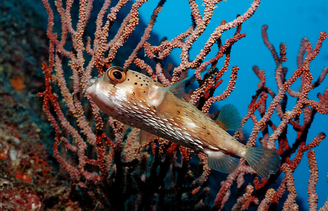 Balloonfish, Diodon holocanthus , Mexico, Sea of Cortez, Baja California, La Paz