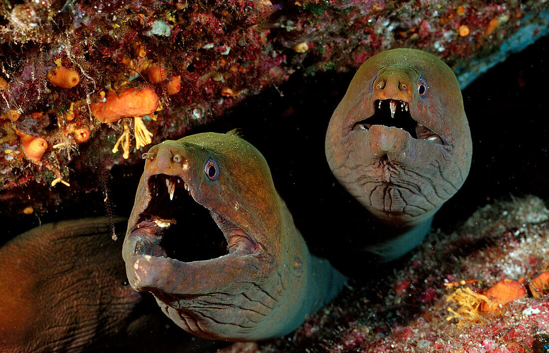 Panamic green moray eel , Gymnothorax castaneus , Mexico, Sea of Cortez, Baja California, La Paz