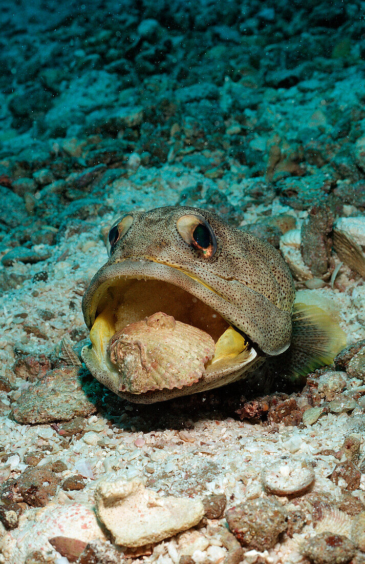 Riesen-Brunnenbauer graebt Hoehle, Opistognathus rhomaleus, Mexiko, Cortezsee, Niederkalifornien, La Paz