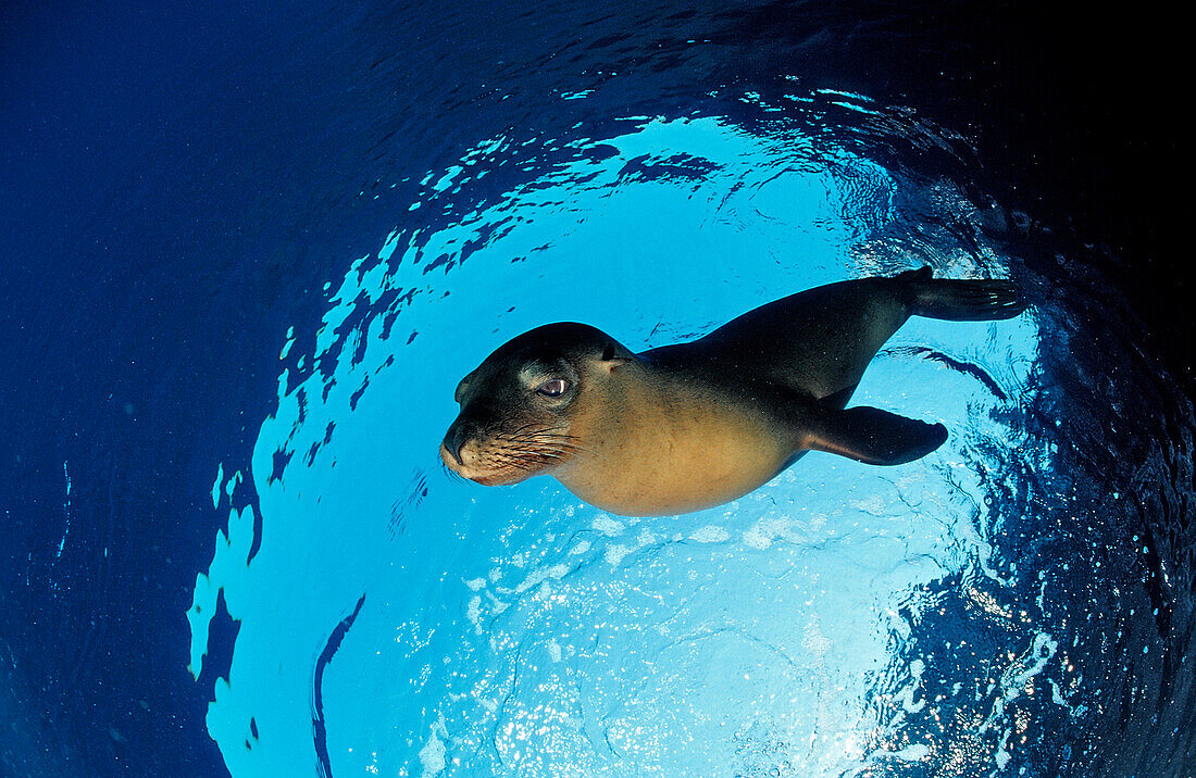 Kalifornischer Seeloewe, Zalophus californianus, Mexiko, Cortezsee, Niederkalifornien, La Paz