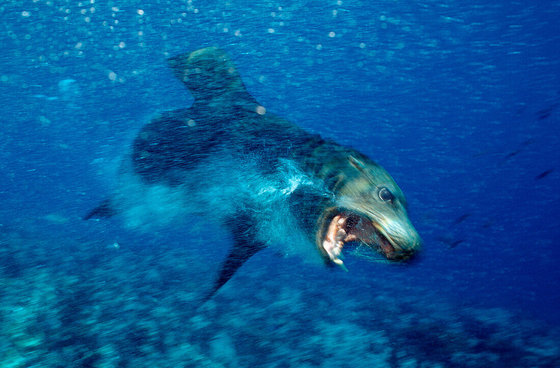 Angreifender Kalifornischer Seeloewe, Zalophus californianus, Mexiko, Cortezsee, Niederkalifornien, La Paz