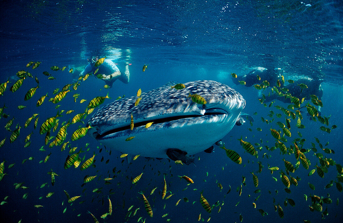 Whale shark and scin diver, Rhincodon thypus, Mexico, Sea of Cortez, Baja California, La Paz