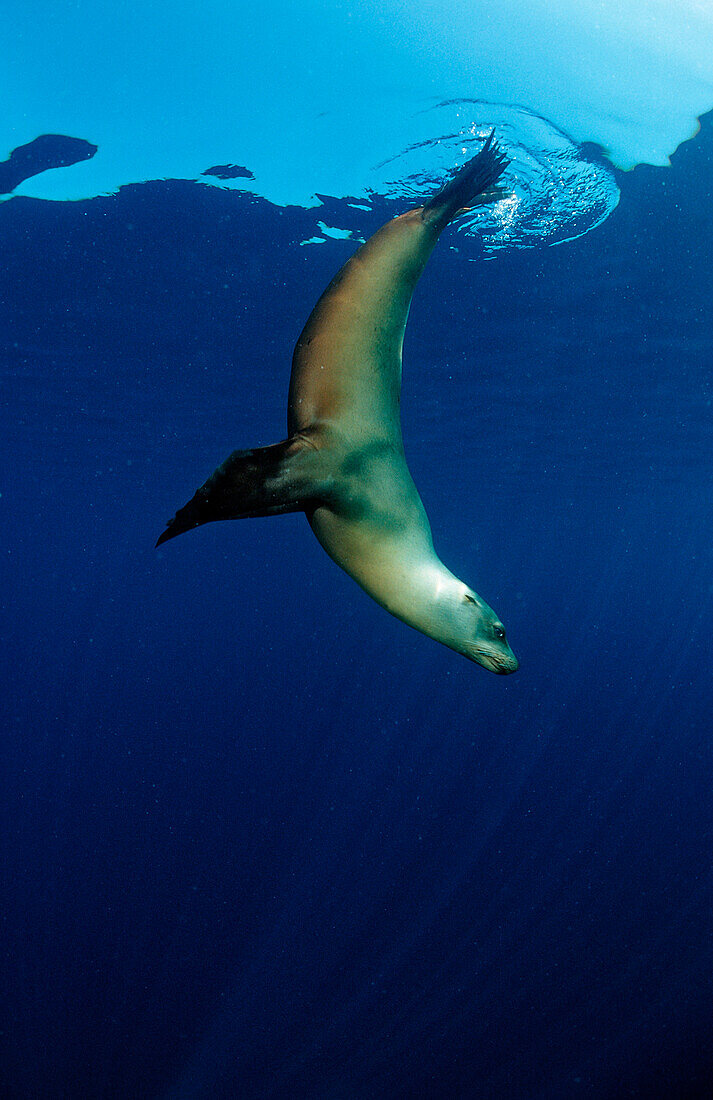 Group of Californian Sea Lion, Zalophus californianus, USA, California, Pacific Ocean