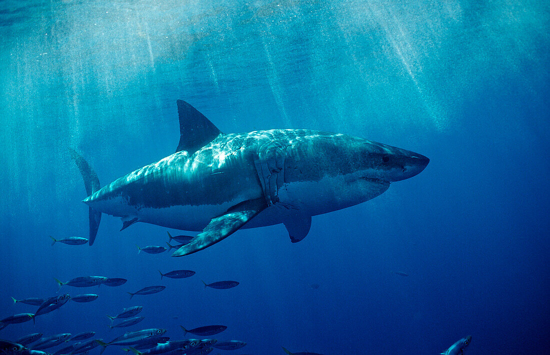 Weisser Hai, Carcharodon carcharias, USA, Kalifornien, Pazifischer Ozean, Farallon Inseln, San Francisco Bay