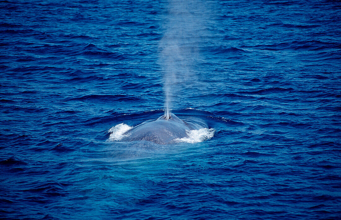 Breathing Blue Whale, Balaenoptera musculus, USA, California, Pacific ocean