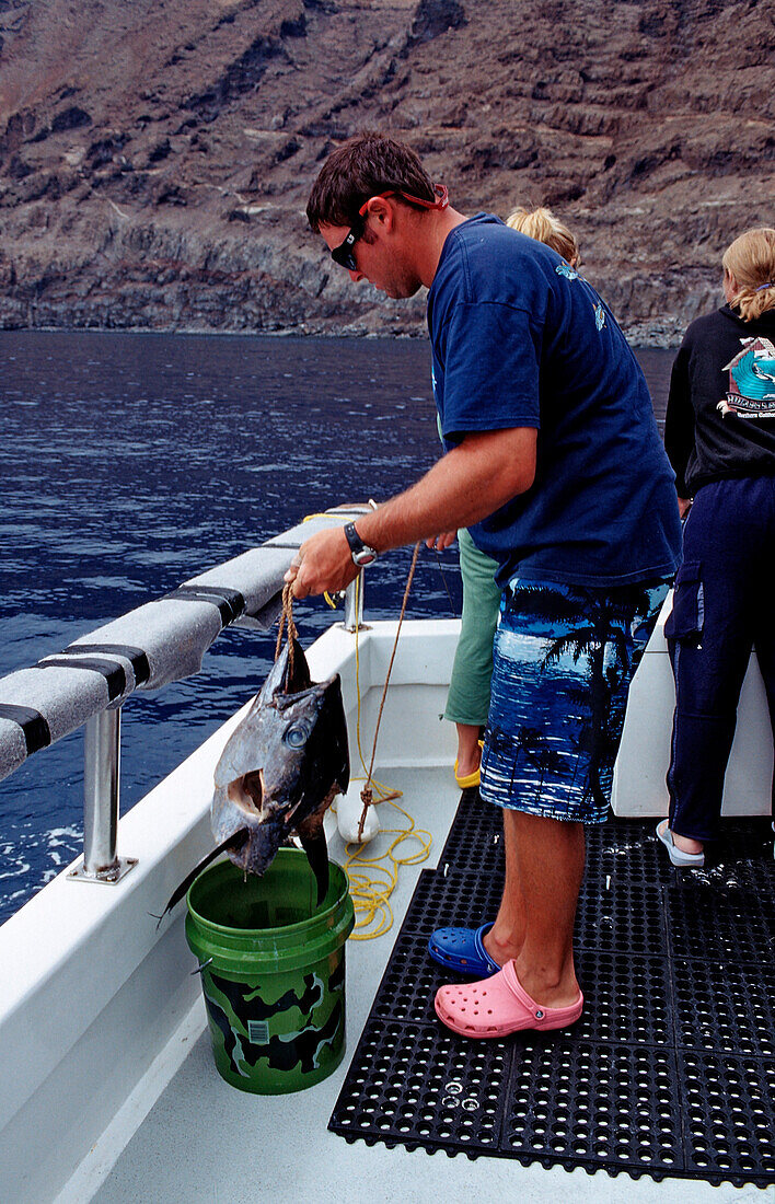Guide prepares fishhead for shark feeding, Mexico, Pacific ocean, Guadalupe