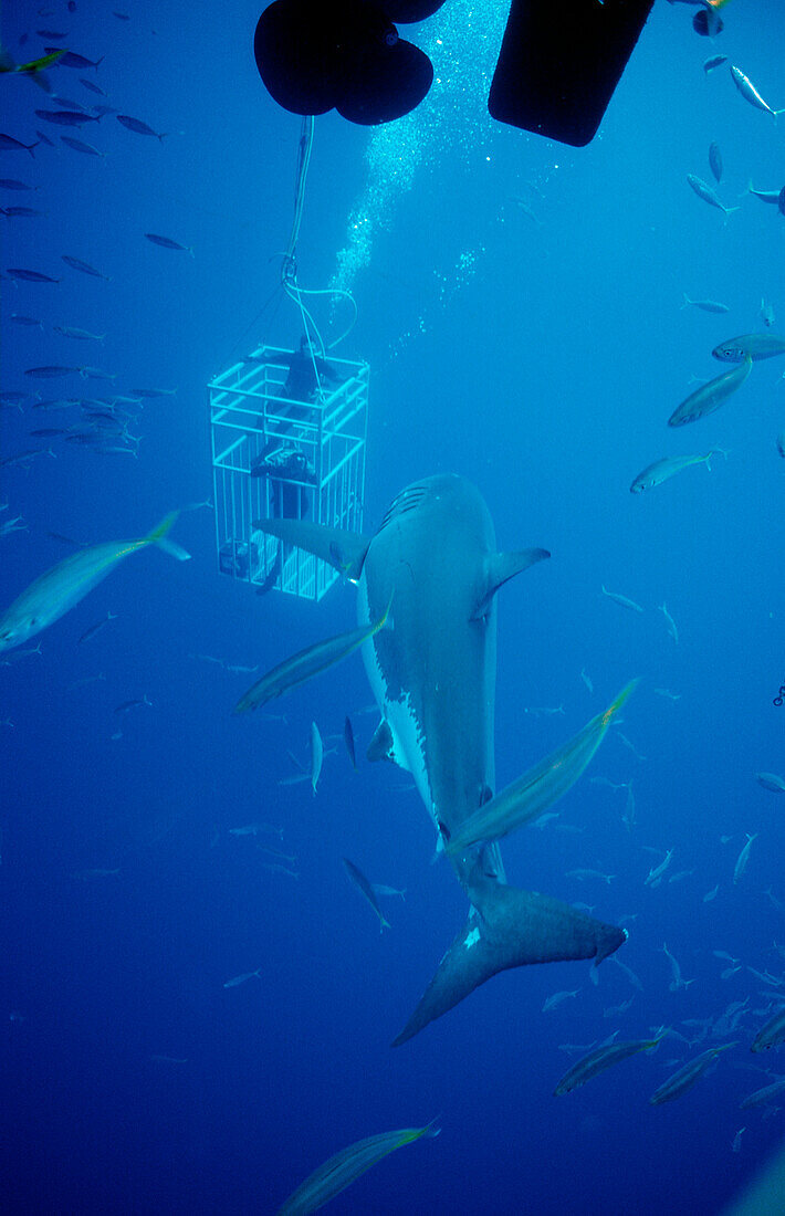 Great white shark near shark cage, Carcharodon carcharias, Mexico, Pacific ocean, Guadalupe