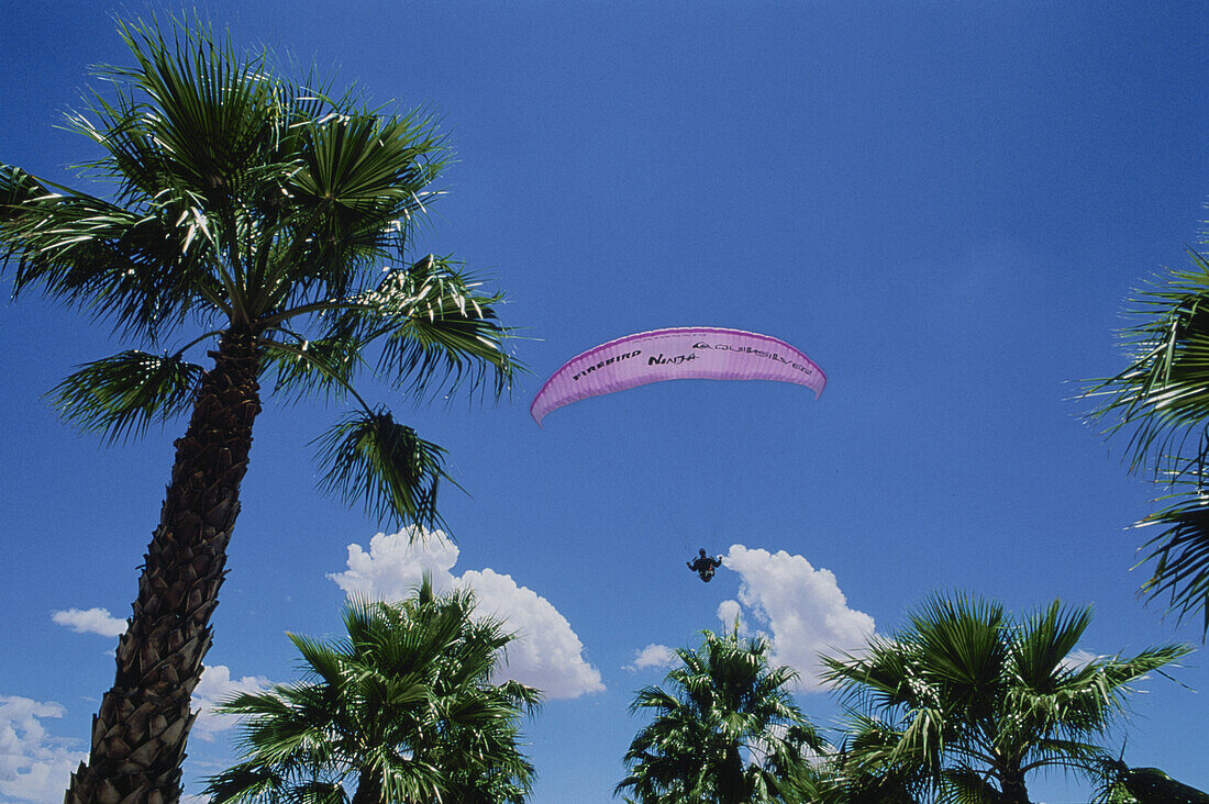 Paraglider above palm trees