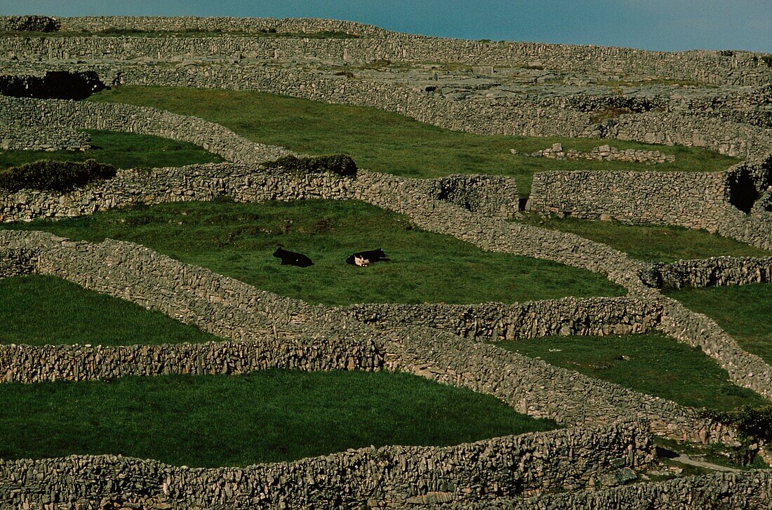 Stone walls, Aran Islands, Ireland