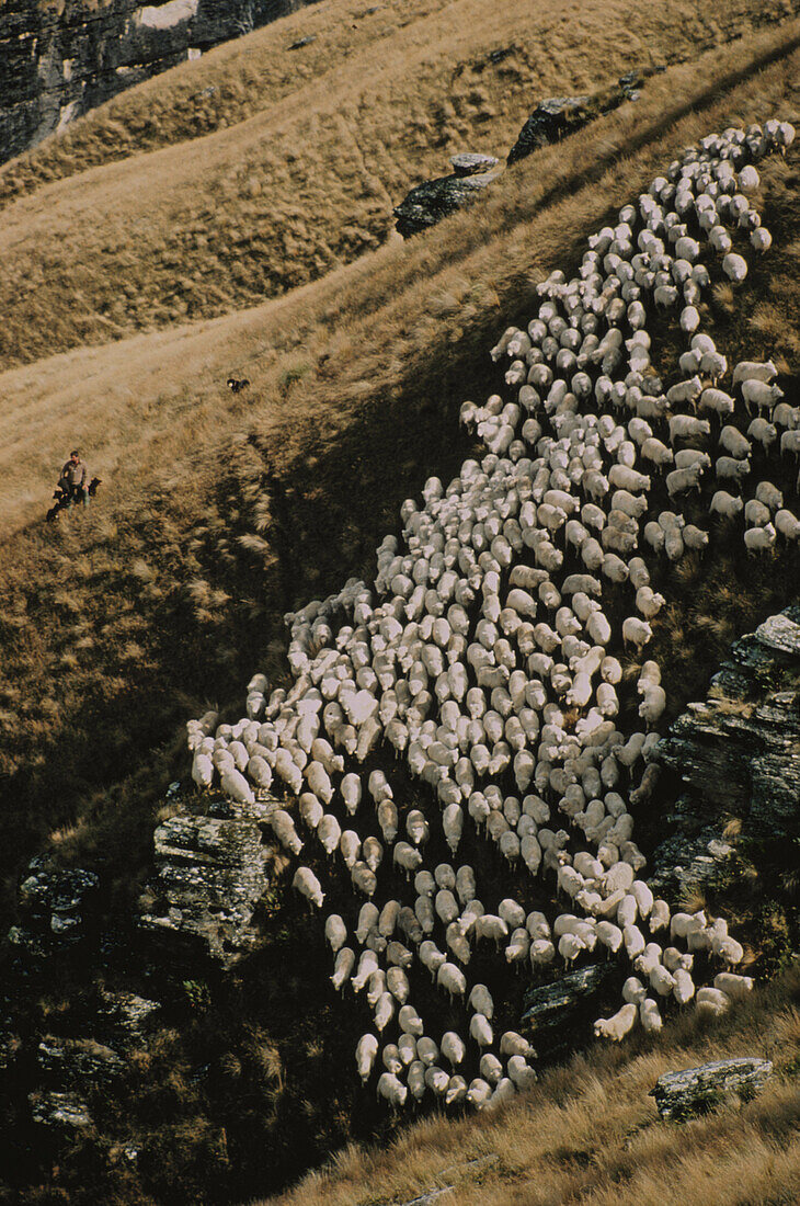 Sheep herd, Garvie Mountains, New Zealand