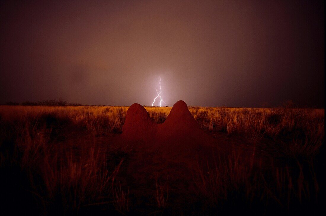 Termite hill and lightning, Thunderstorm, Bitterwasser, Namibia, Africa